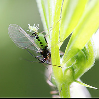 �����΢������