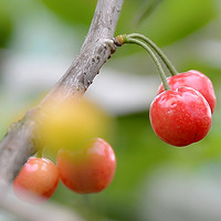 ӣ�����μ�