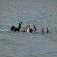 ������ӥ