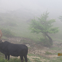 ������χ����