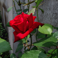 �����ļ��ڣ������ż������ʻ����������