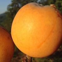 �������ˡ�