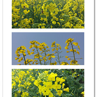 �������Ͳ˻�