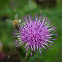 �۷���Ұ��