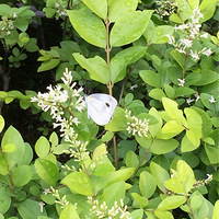 �����еĺ���