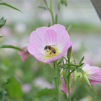 �������Ļ�����Ư��