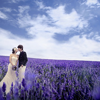 �����贺���ɴ��Ӱ���������ŵ����޹�²�����