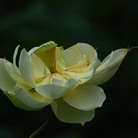 �ֵ�һ���ͺ�ʱ�����ψ�֮��