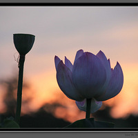 һ�����պɻ�