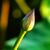 ���պ����ɷ�