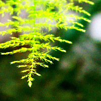 ����Ļ���