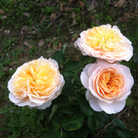 ���������¼����ˣ�צ���ĵ�