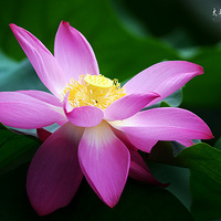 ���������ũׯ...�ɻ�