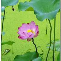 ���պɻ�����һ��һ�ȣ����ܴ����ĺ�������