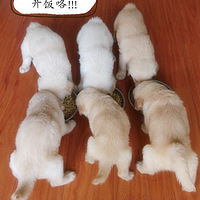 �����ȳ裨һȺС��ħ��