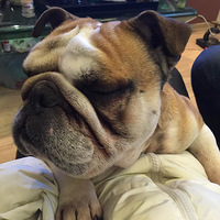 ���ҼҵĹ�����Ӣ�����Ҹ���ϱ������