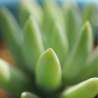 ����ֲ��΢��