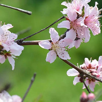 СС���΢�ġ����һ�