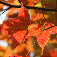 Ҷ��Ϊ������ȼ�գ��ģ�Ϊ���Զ����顣����