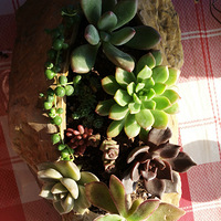 �ԡ��⡱�����⡱