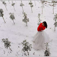 �ڱ���ѩ���У�һĨ���޵ĺ�ɫ��     