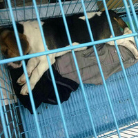 ȸȮ6Сĸۡ2600ȫ