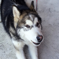 ����˹��