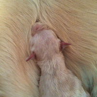 ���ë����