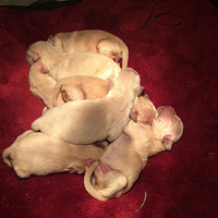 �����ˣ���ɹͼ�ˡ�