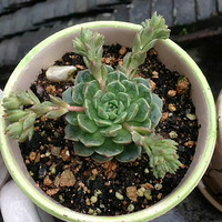 �����ܣ��ܳ�һ����״̬