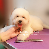 Kimo-kin5޻Ҽң