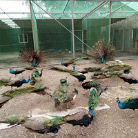 ������̨��������ȸ԰�տ���