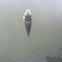 һǸѰӣ