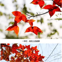 [Լ|ټ]ȥĳѰŵ,׳ٲ~~