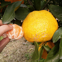 (л)124ٺɽӡֺʤӴһη