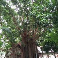 ϹĹȼپƵ꣬λںָɽ߽