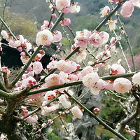 �ŷ幫԰