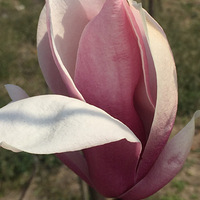 ݳݺɣİϻ̤ĺʱ