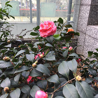 衣