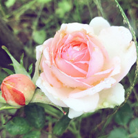 ǣʥ޹β