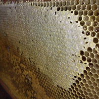 ���� ����