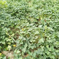 ������ɫ