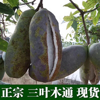 һֽˣ