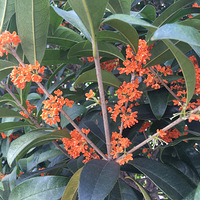 �ۼҳ���������13��+10.22�岥���Ƹɹ�