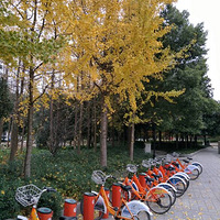 ���� �� ף��