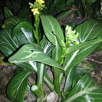 ��Ҳ��֪����ô�ˣ��в����������Һ���