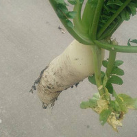 ���Ի���̨��NO.22��ֹ�Ȱ��ܲ���