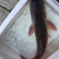 ���Ի���̨��No23�������Ե���ʵζ����