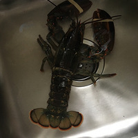 ��ʿ����Ϻ