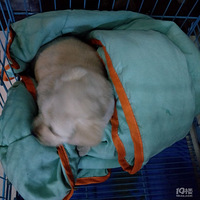 ���˽���������һֻ������